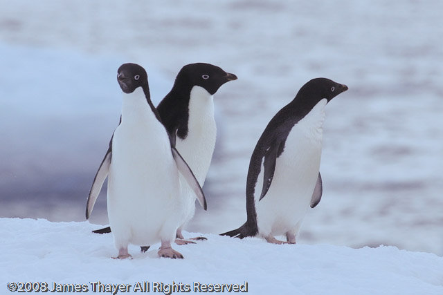 Tres Amigos (Adelie Penguins)