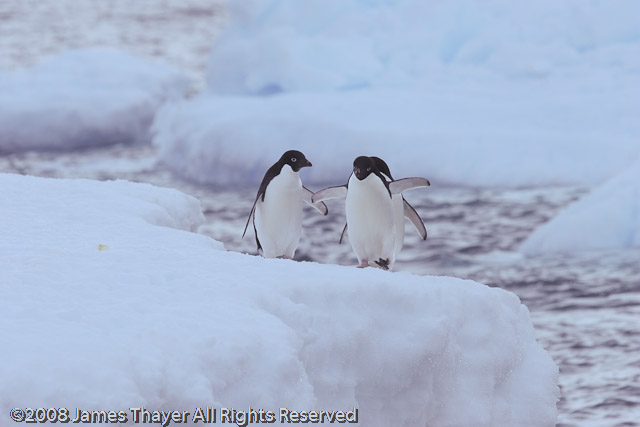 Tres Amigos (Adelie Penguins)