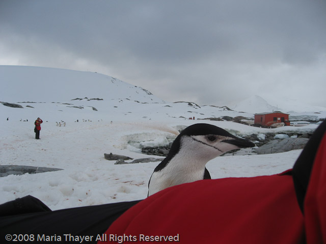 Marieke's Penguin Encounter