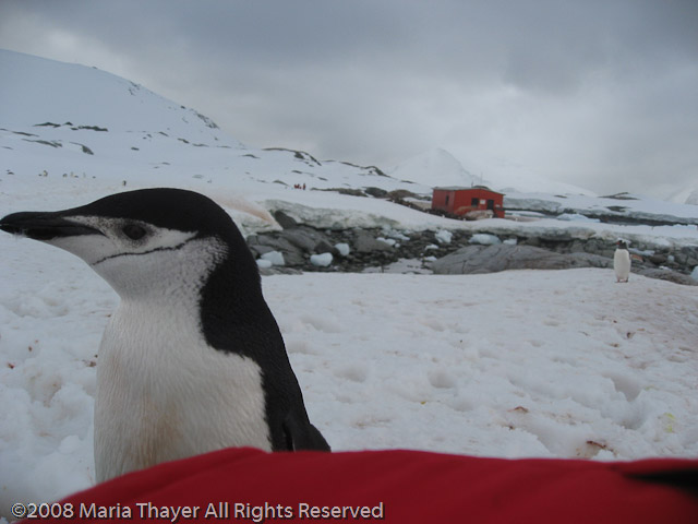 Marieke's Penguin Encounter