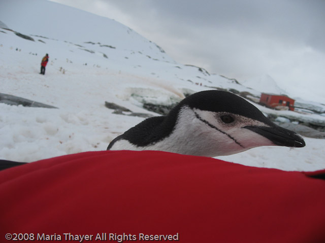 Marieke's Penguin Encounter