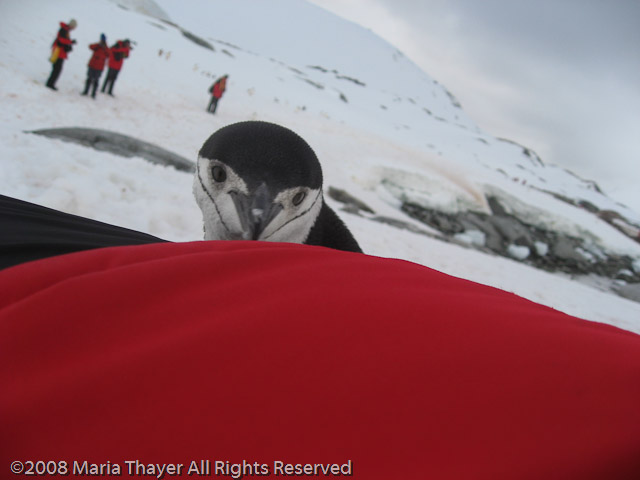 Marieke's Penguin Encounter