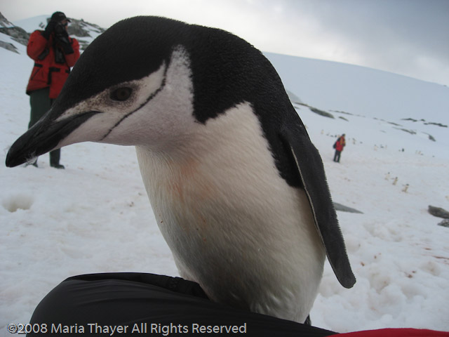 Marieke's Penguin Encounter