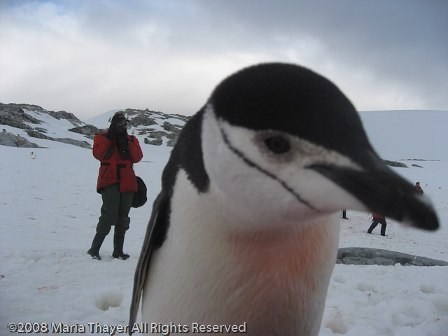 Marieke's Penguin Encounter
