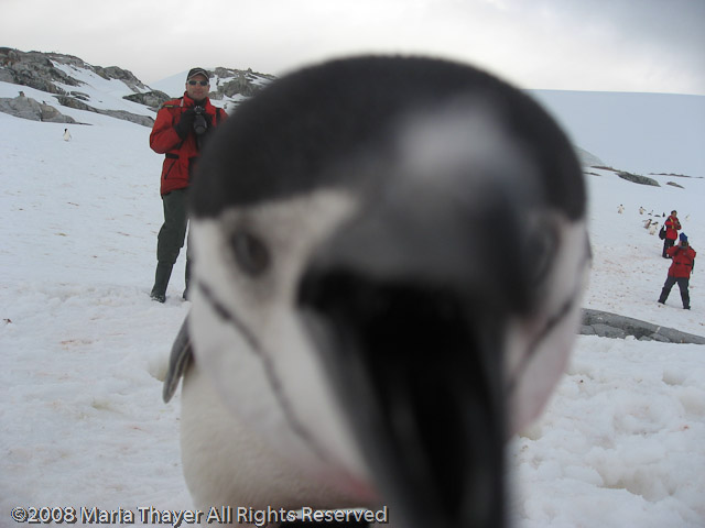 Marieke's Penguin Encounter