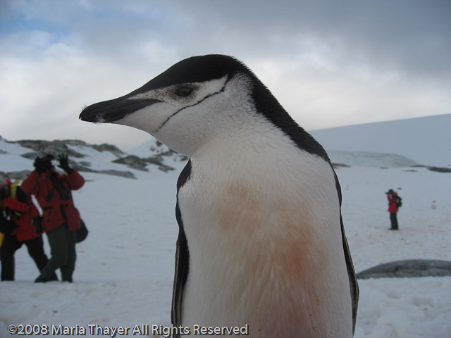 Marieke's Penguin Encounter