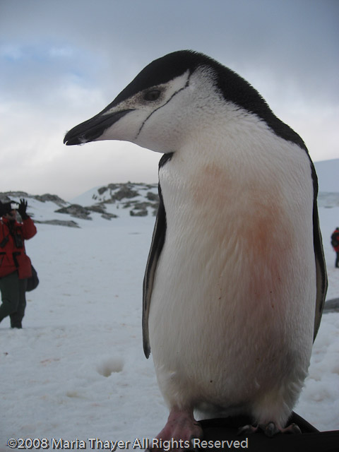 Marieke's Penguin Encounter