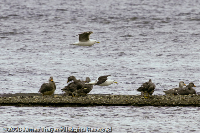 Kelp Gulls and Steamer Ducks
