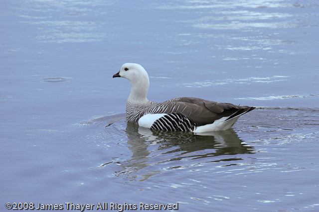 Upland Geese
