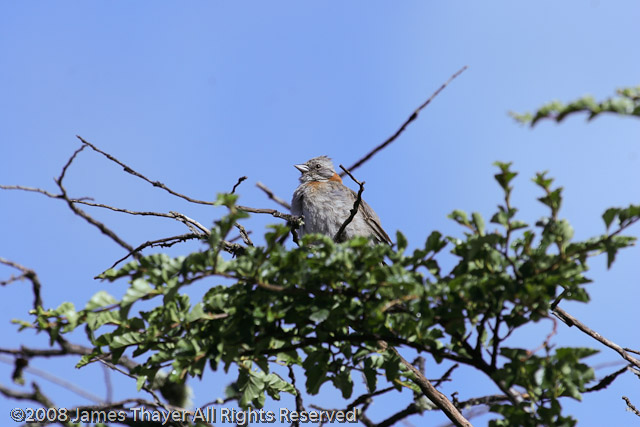 Chingolo a.k.a Rufous Collared Sparrow sitting in Antarctic Beech