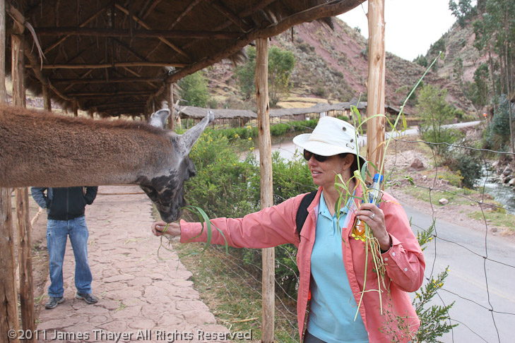 Marieke feeds a llama.
