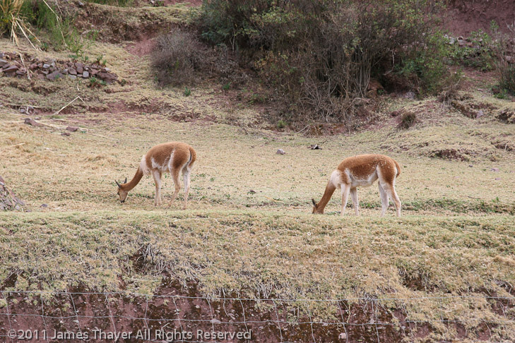 Vicuñas