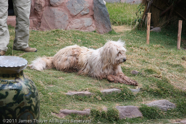 Sheepdog (Llama dog?)